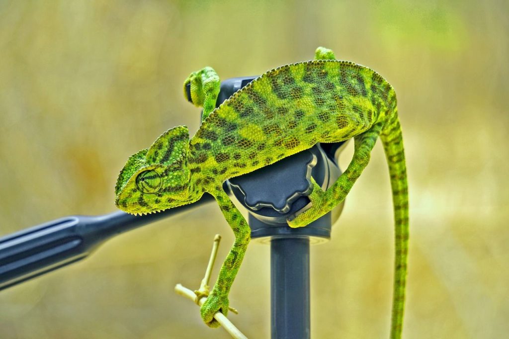 african chameleon
