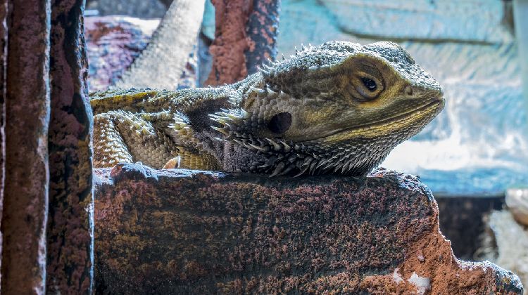 bearded dragon brumation
