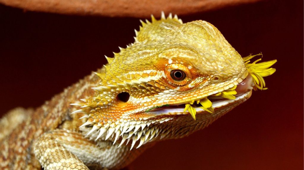 Bearded Dragon Diet Guide Feeding Your Bearded Dragon The Right Way