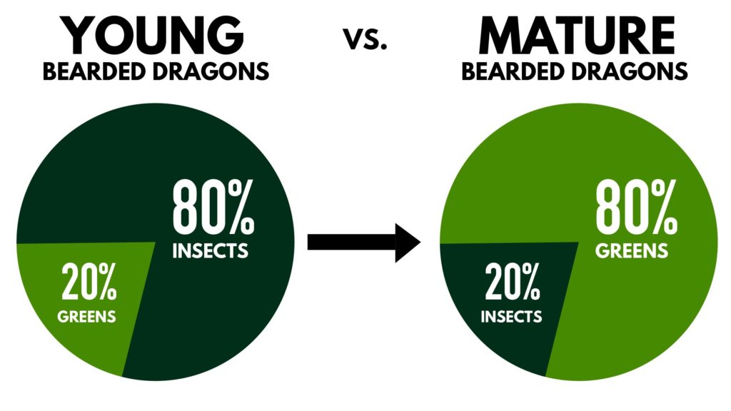 Bearded Dragon Feeding Chart