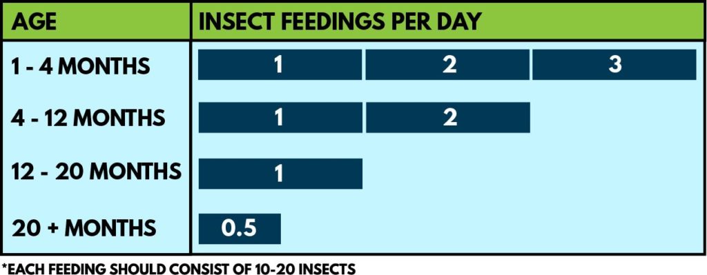 Bearded Dragon Feeding Chart