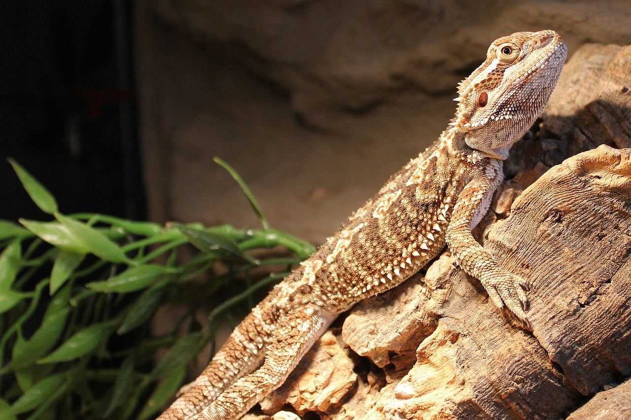 bearded dragon tank
