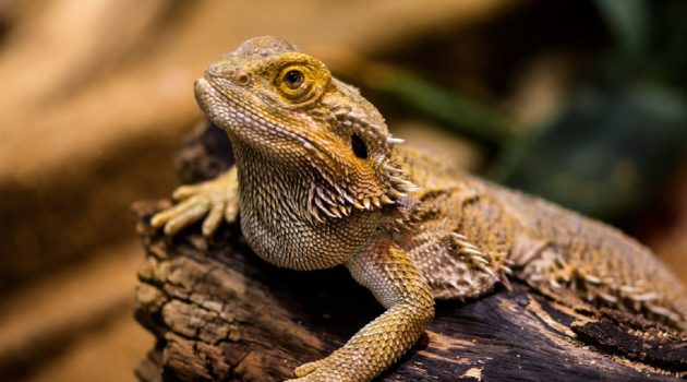 bearded dragon
