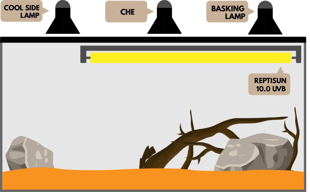 bearded dragon lighting