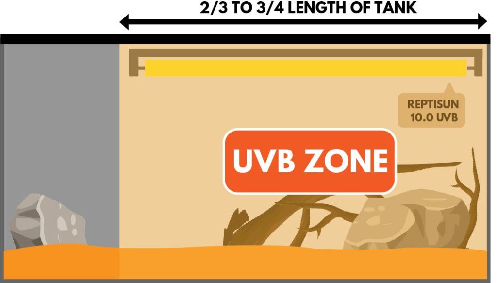 UVB bearded dragon lighting