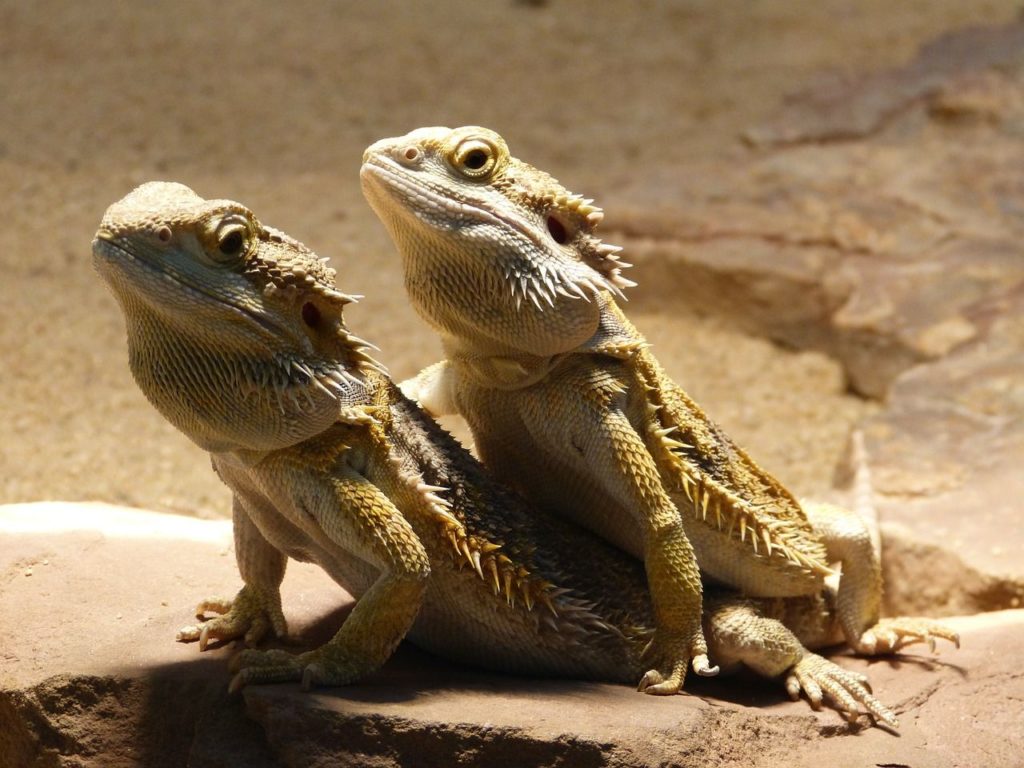 bearded dragon setup