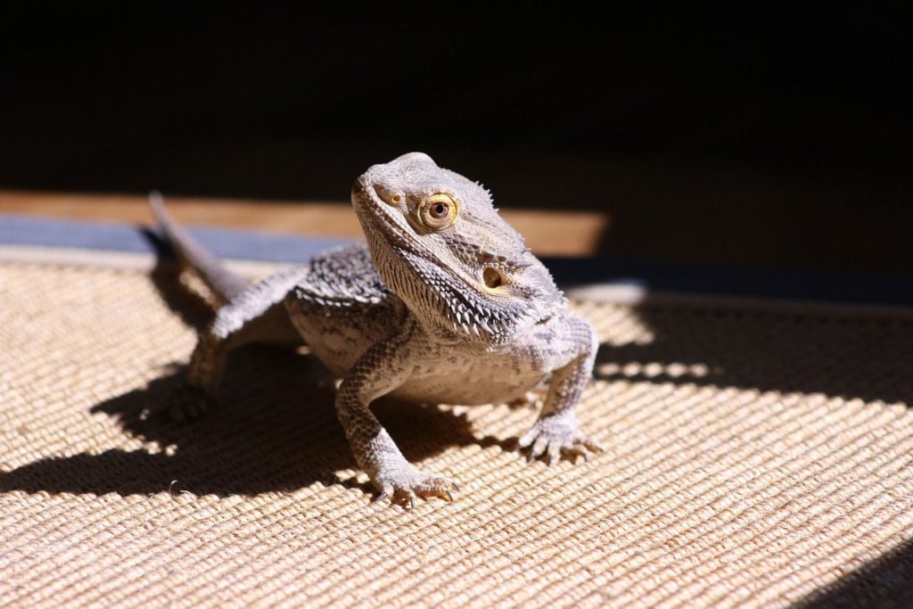 bearded dragon substrates