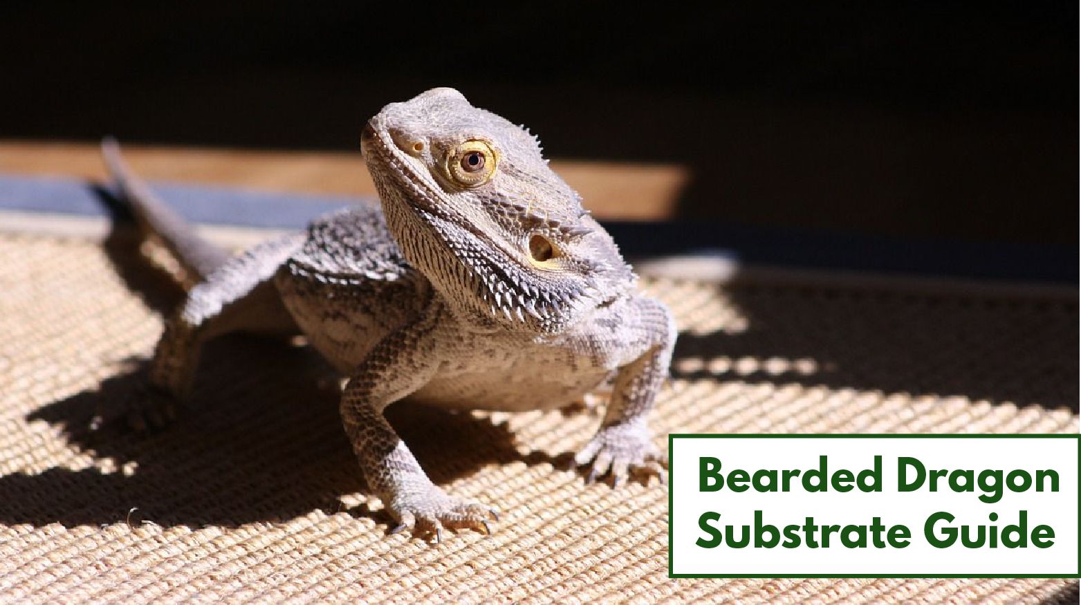 Bearded Dragon Substrates - What to Use 