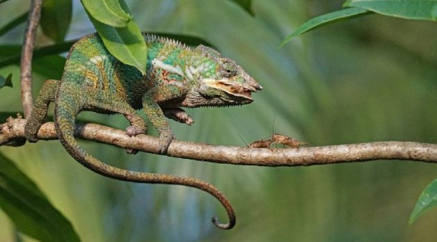 chameleon diet