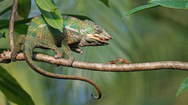 chameleon diet