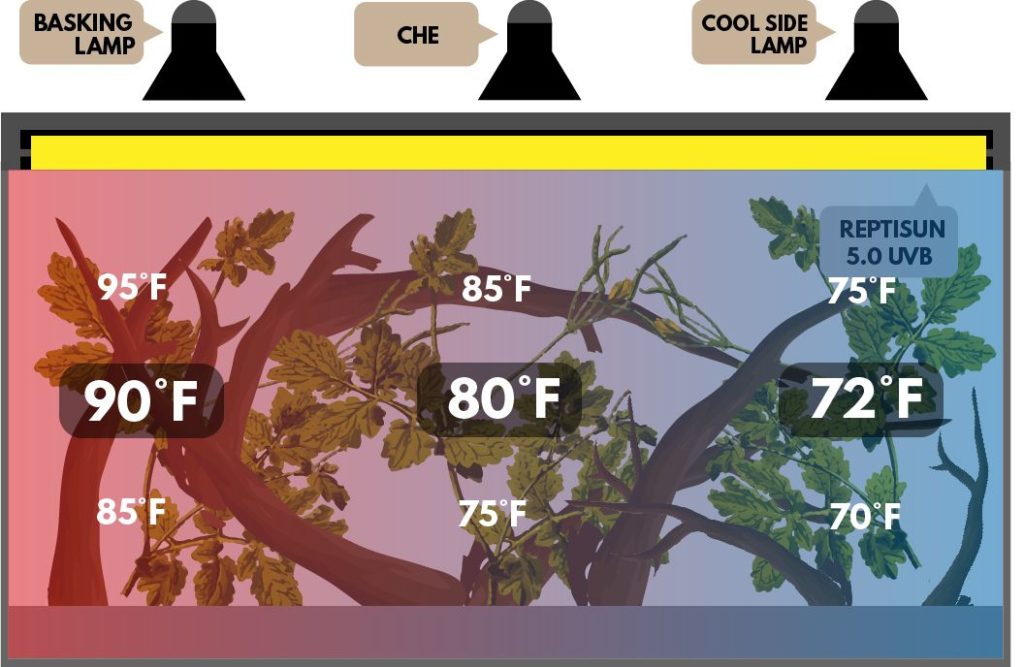 chameleon night light and temperature