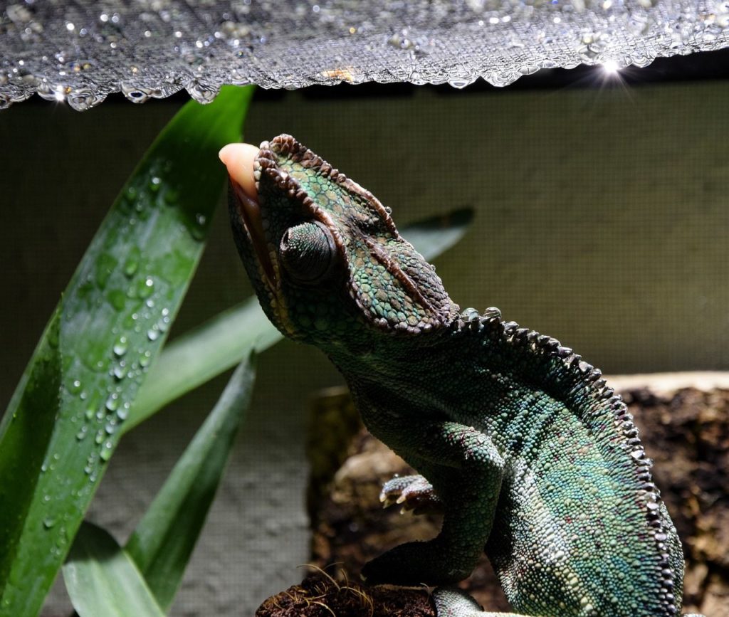 keeping your chameleon hydrated