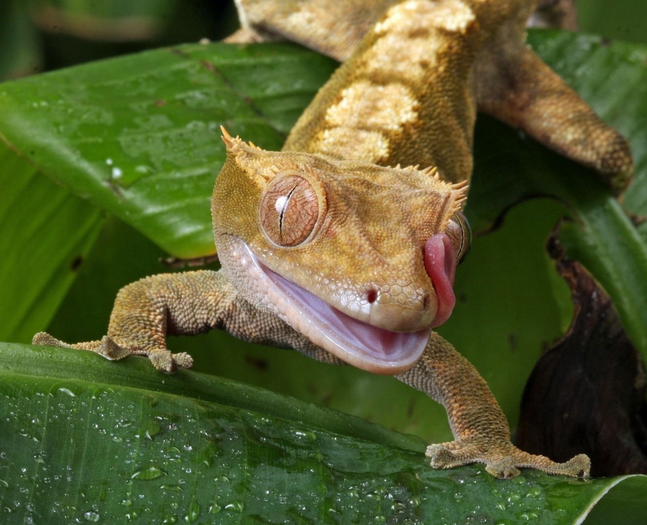 crested gecko