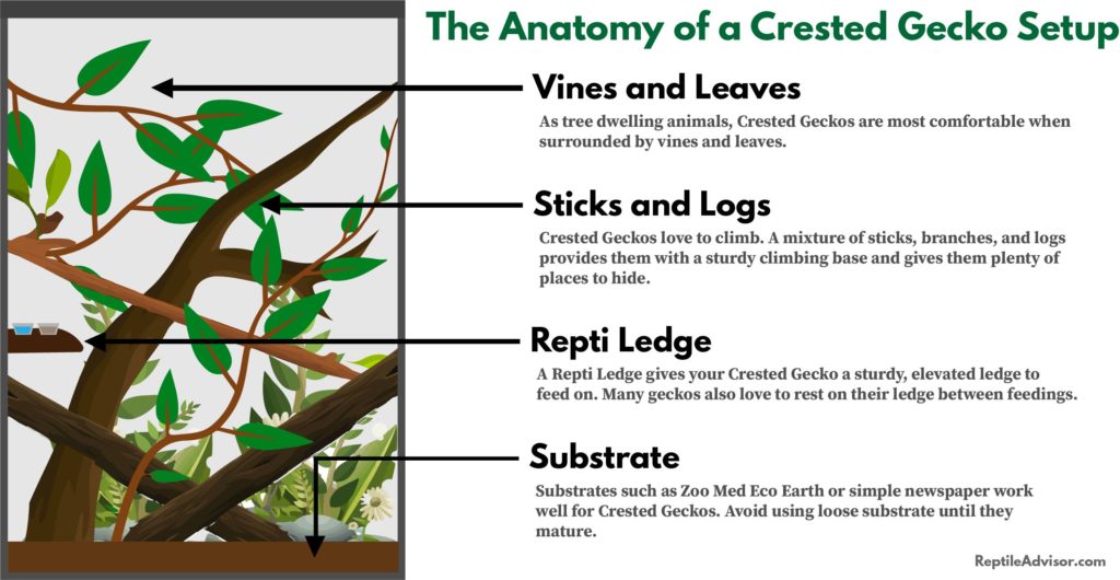 crested gecko habitat