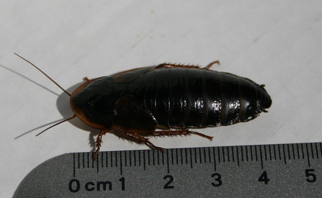 dubia roach