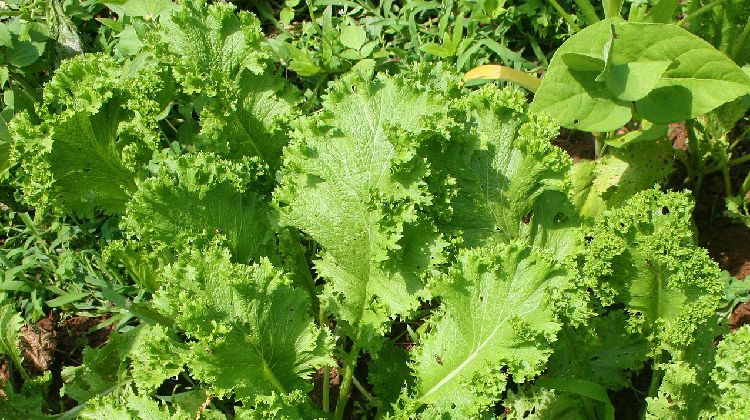 bearded dragon greens