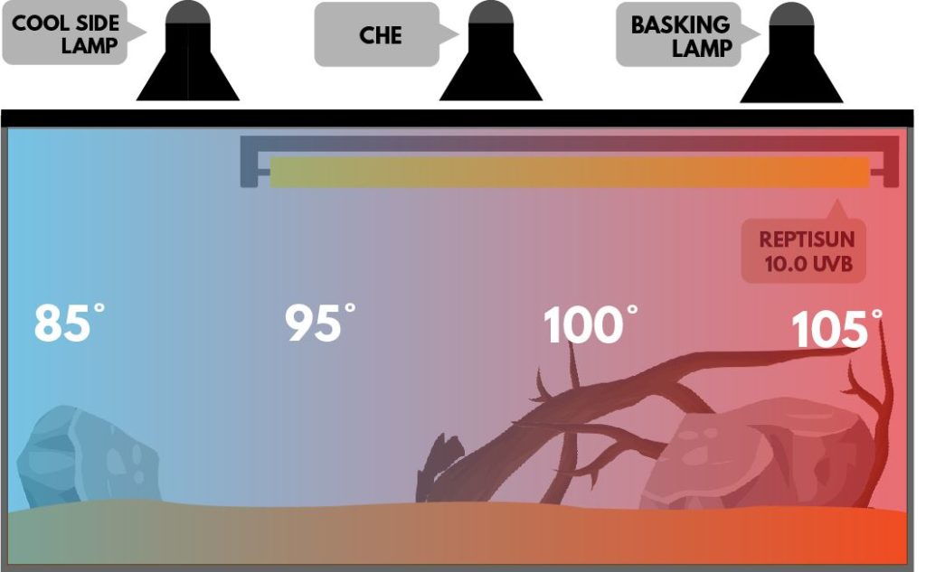 bearded dragon temperature