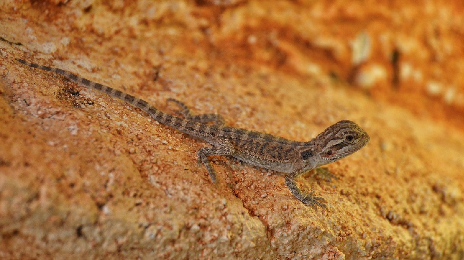 looking after bearded dragons