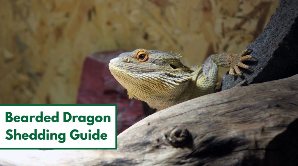 Bearded Dragon shedding guide
