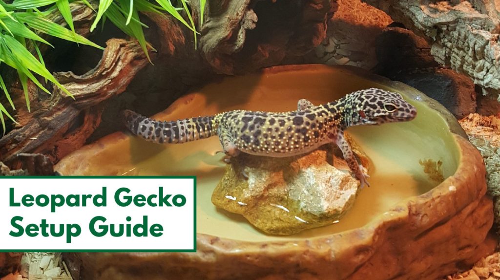 Leopard Gecko Habitat
