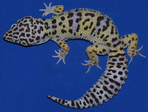 leopard gecko morphs