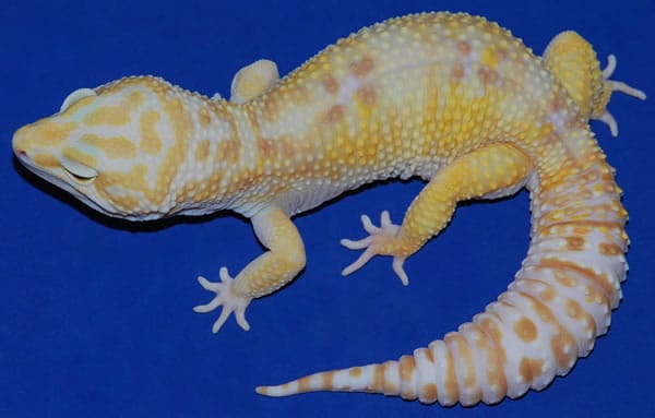 rainwater albino leopard gecko