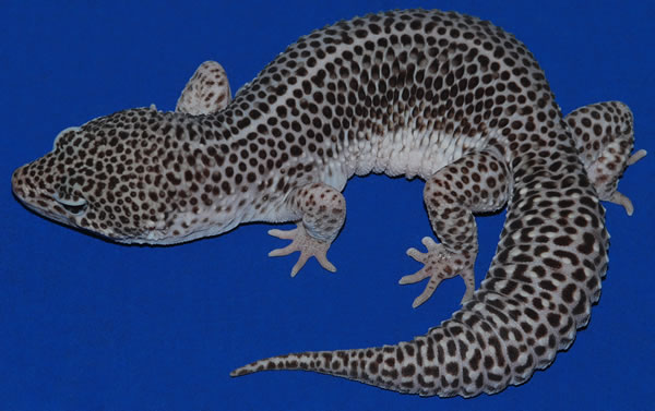 Leopard Gecko Morph Chart