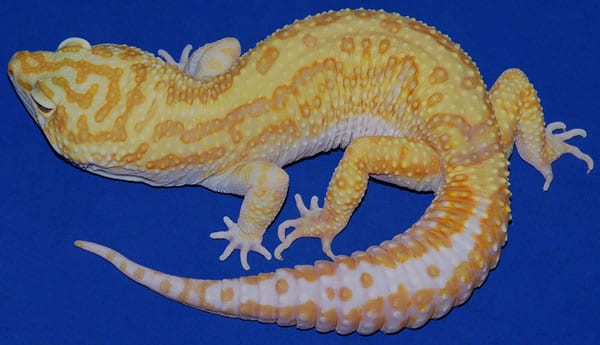 Leopard Gecko Morph Chart