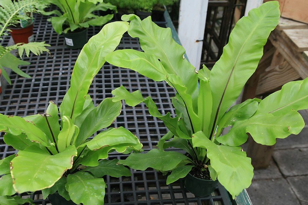 Asplenium nidus