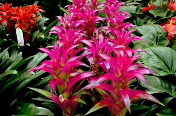 Bromeliads