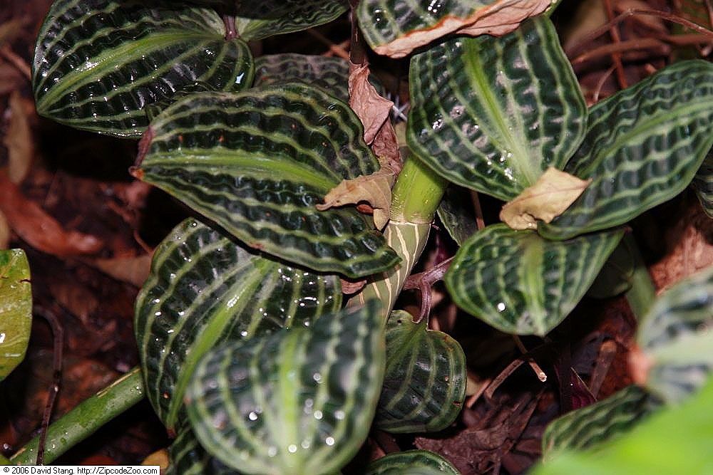 Concinna Prayer Plant