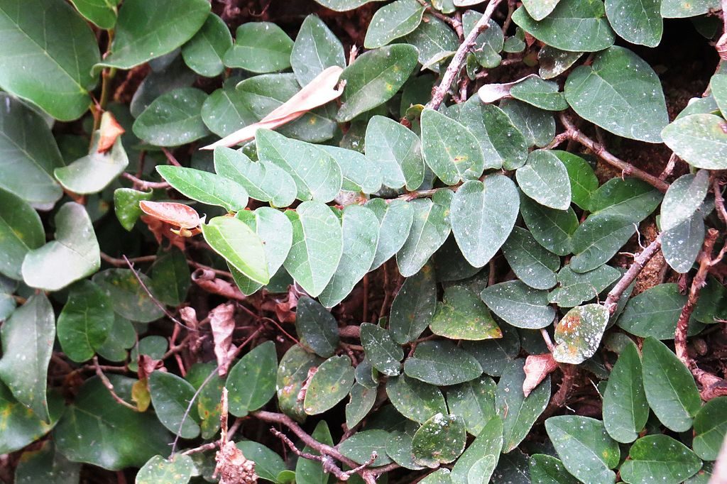 Creeping Fig