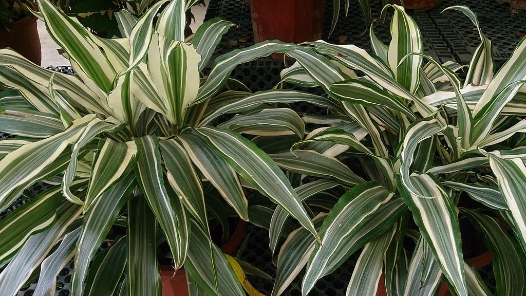 Dracaena fragrans