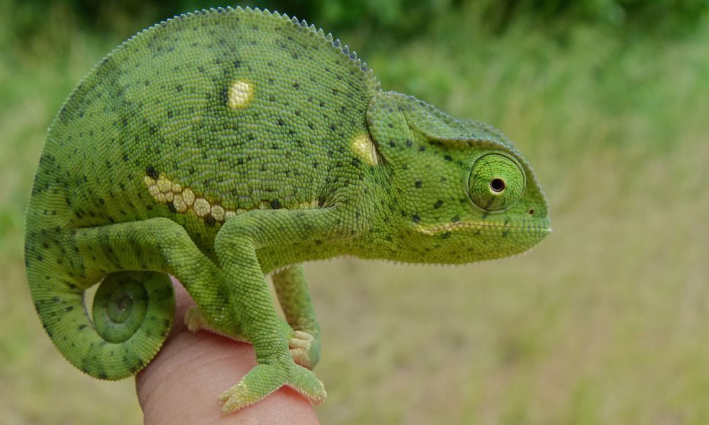 Flap-Necked Chameleon