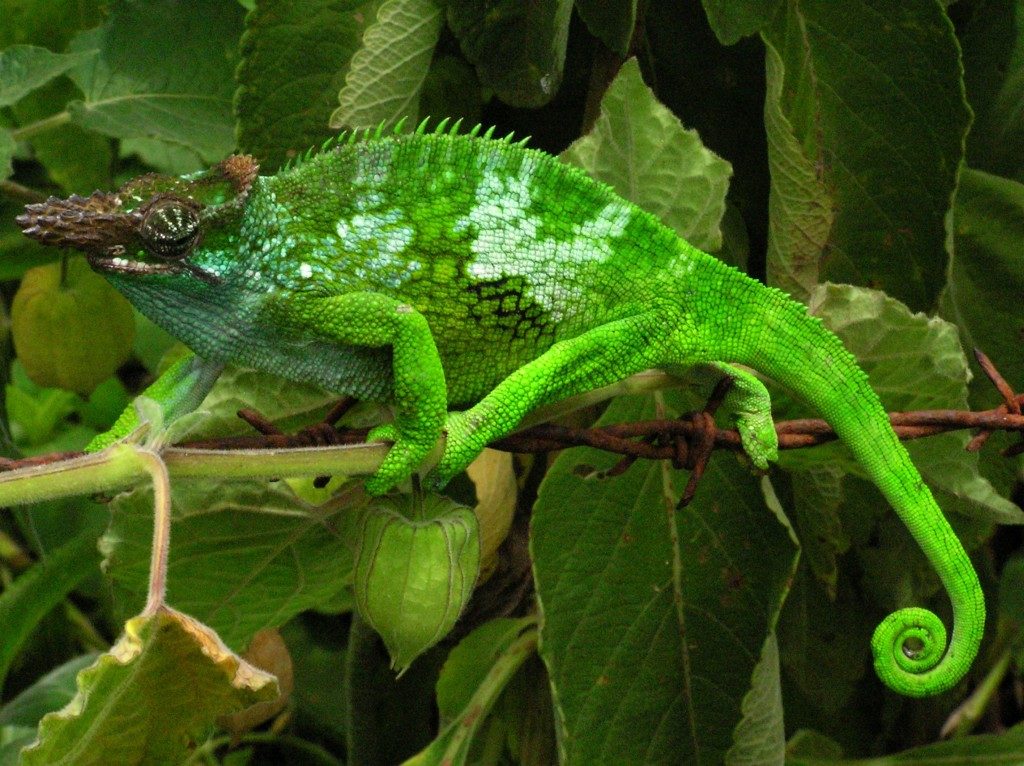 Kinyongia fischeri