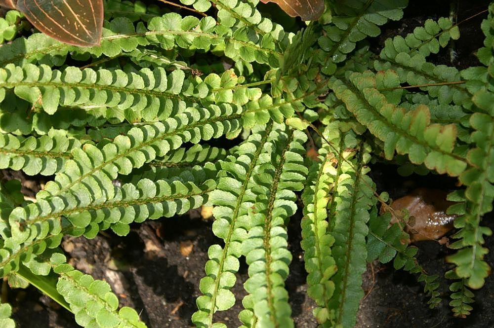 Lemon Button Fern