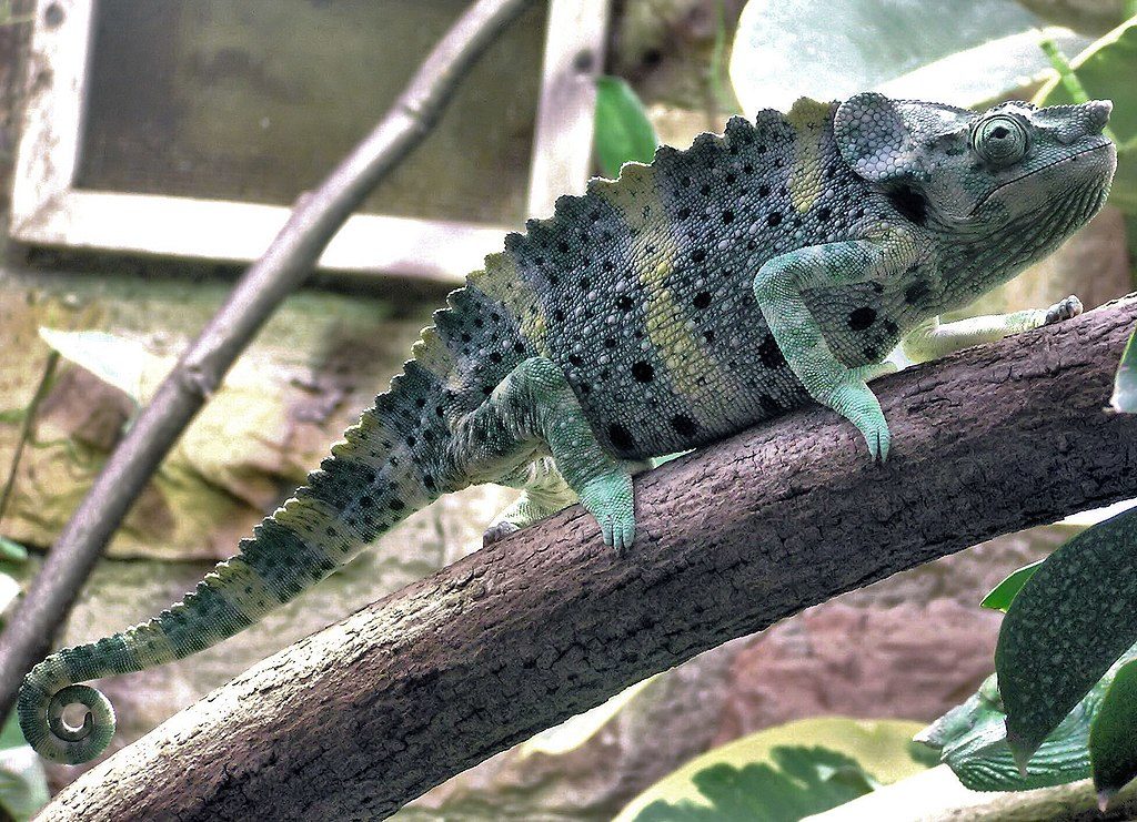 mellers chameleon