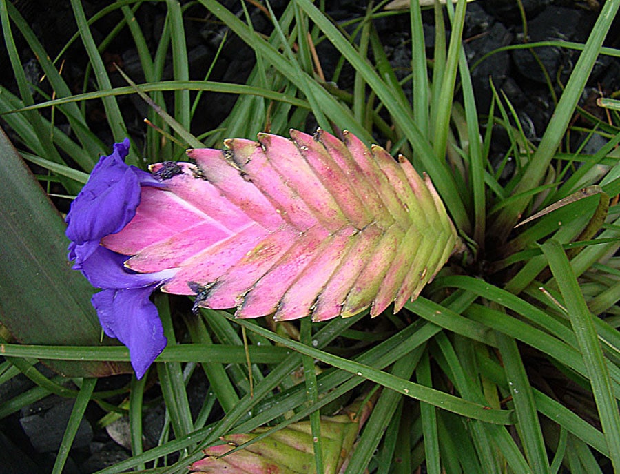 Pink Quill