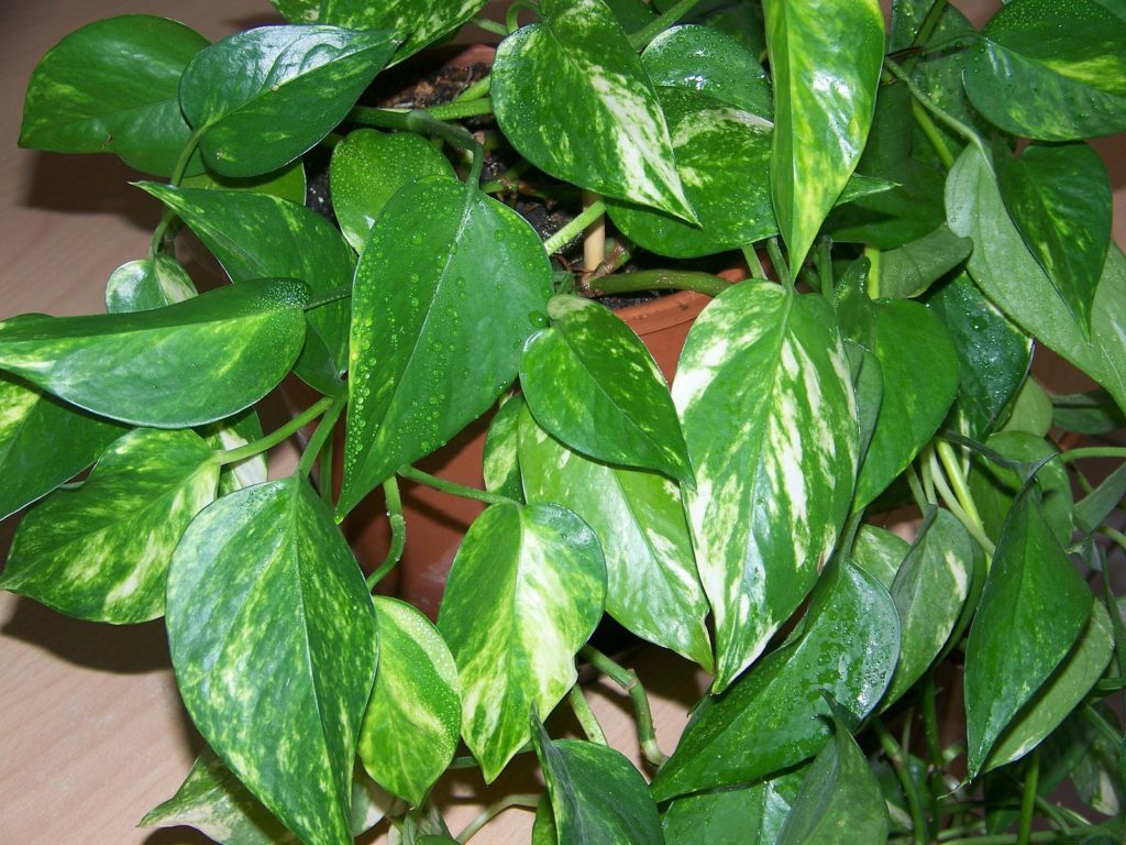 13 Awesome Plants for Crested Gecko Vivariums Reptile Advisor