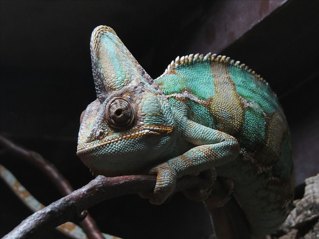 Chameleon Shedding Process Explained