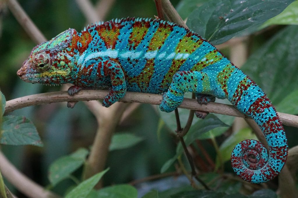 70 Types Of Chameleons With Pictures Chameleon Species Guide