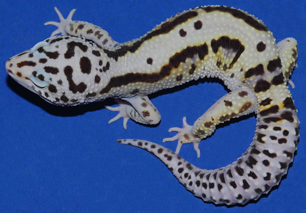 bold stripe leopard gecko