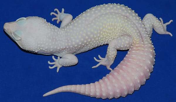 blazing blizzard leopard gecko