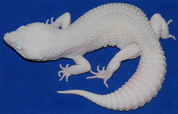 diablo blanco leopard gecko morph