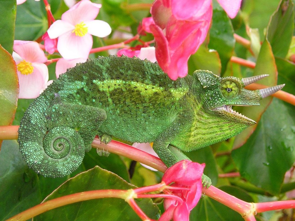 jacksons chameleon