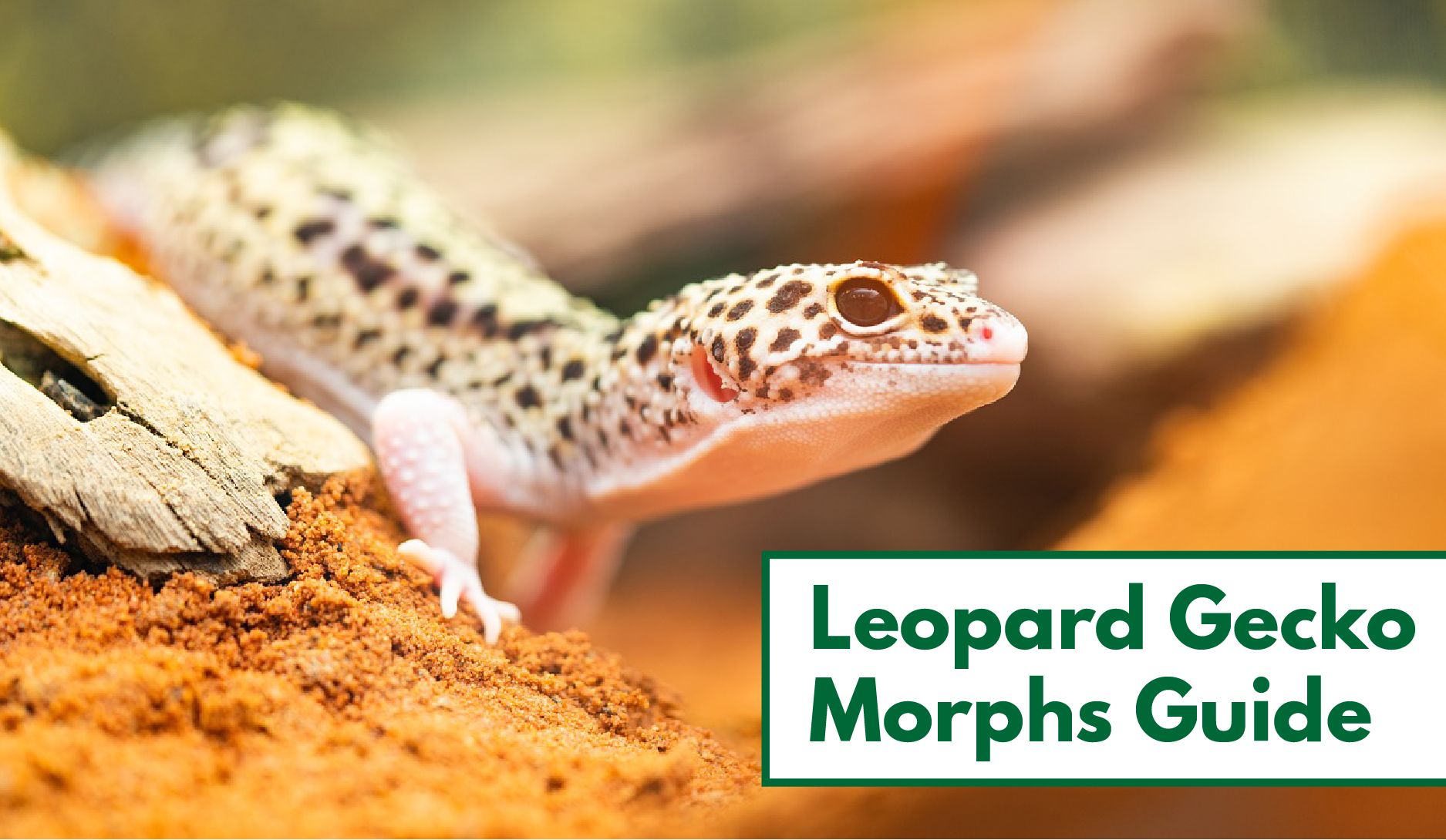 Leopard Gecko Morph Chart