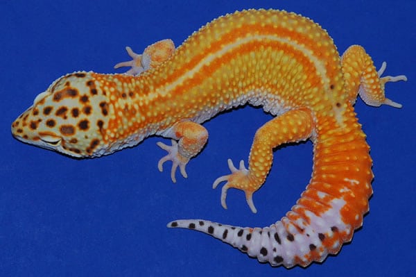 red stripe leopard gecko