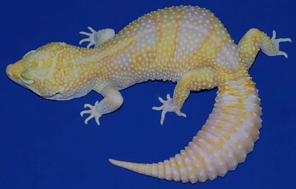 super giant gecko