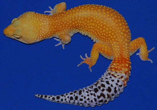 tangerine leopard gecko