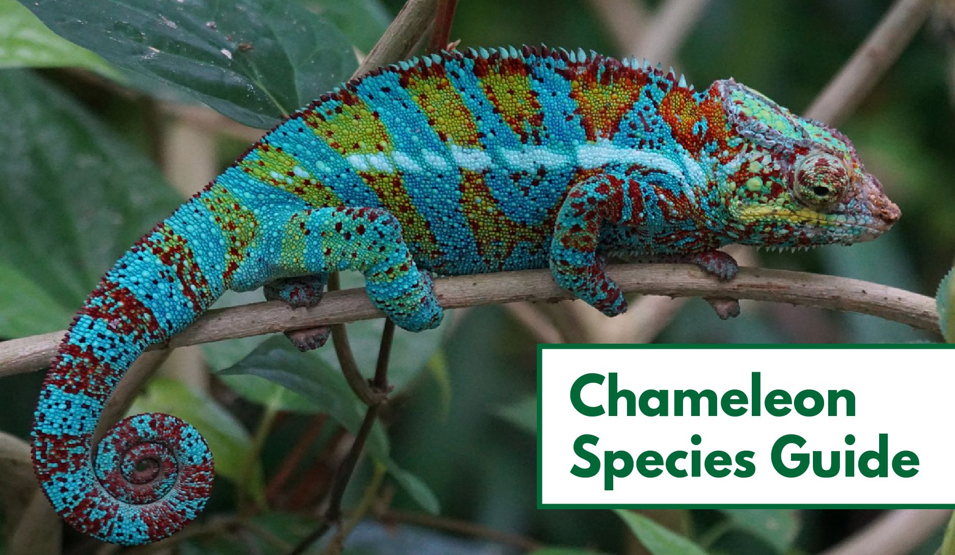 Panther Chameleon Growth Chart